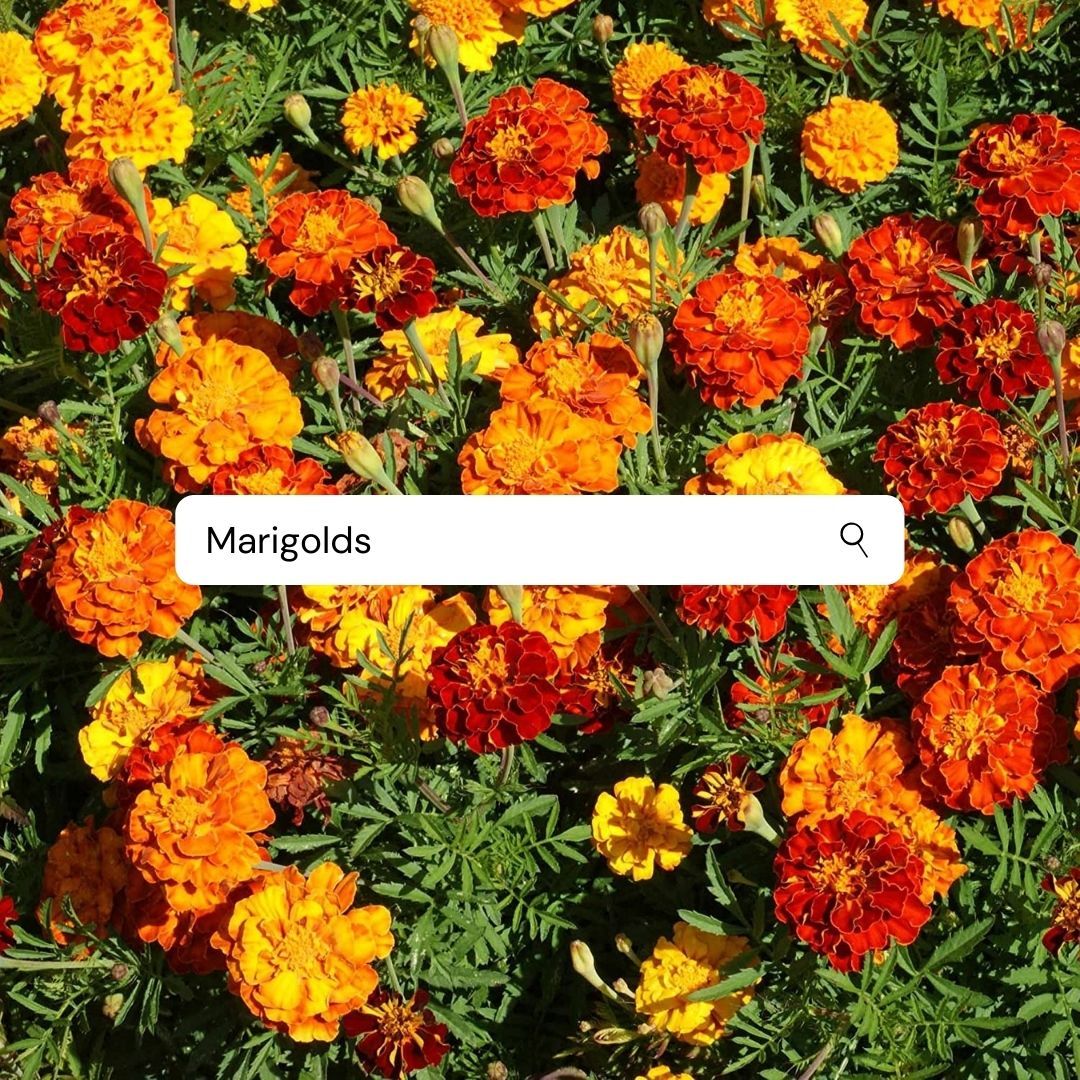 DesignsbyTTOC's tweet photo. OOOOOO spring is here. If you don't have these in your garden add some this year. They are most well-known for repelling insects, for you and your other plants. Happy Spring! Let's get growing. https://t.co/651SA2mWMH