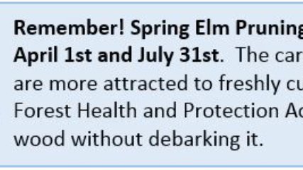 TreesWinnipeg's tweet photo. โ ๏ธ Remember #Manitoba: The elm tree pruning ban goes into effect every year on April 1st. Help us slow the spread of Dutch elm disease by following this simple rule! Let's WIN #DED in 2021, THE YEAR OF THE ELM TREEโผ๏ธ๐๐ณ๐โ ๏ธ #YOTET #stopDED #saveourelms https://t.co/wOm78GzX19