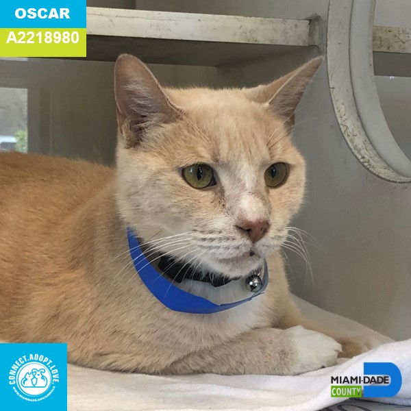 AdoptMiamiPets's tweet photo. Meet Oscar A2218980:
Oscar is a 7-years-old cream Domestic Tabby.  This handsome boy is a little shy but warms up quickly.   This senior statesman has a lot of love to give to his new forever family. Meet Oscar at the Pet Adoption and Protection Center in Doral. https://t.co/CIRQInsghk