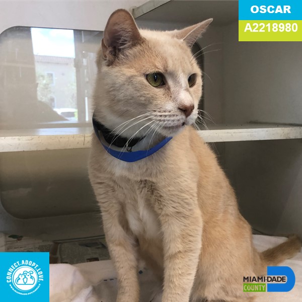 AdoptMiamiPets's tweet photo. Meet Oscar A2218980:
Oscar is a 7-years-old cream Domestic Tabby.  This handsome boy is a little shy but warms up quickly.   This senior statesman has a lot of love to give to his new forever family. Meet Oscar at the Pet Adoption and Protection Center in Doral. https://t.co/CIRQInsghk