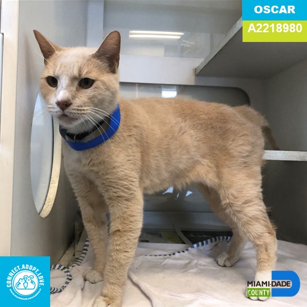 AdoptMiamiPets's tweet photo. Meet Oscar A2218980:
Oscar is a 7-years-old cream Domestic Tabby.  This handsome boy is a little shy but warms up quickly.   This senior statesman has a lot of love to give to his new forever family. Meet Oscar at the Pet Adoption and Protection Center in Doral. https://t.co/CIRQInsghk
