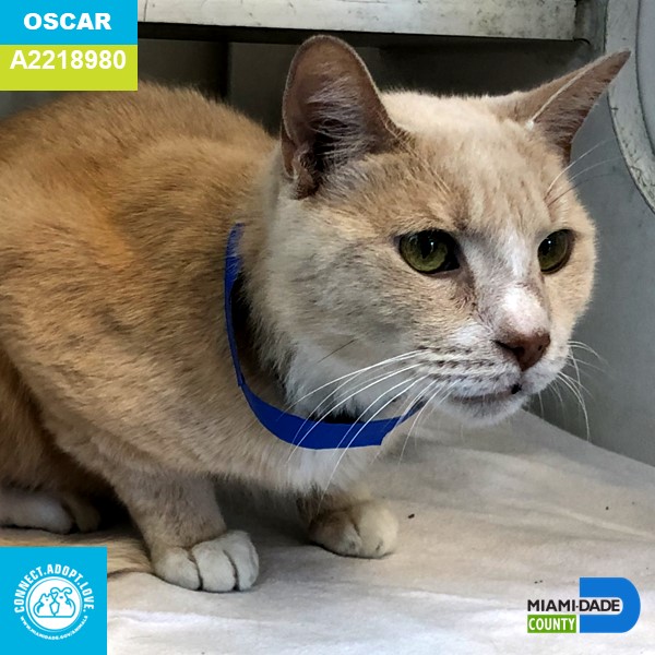 AdoptMiamiPets's tweet photo. Meet Oscar A2218980:
Oscar is a 7-years-old cream Domestic Tabby.  This handsome boy is a little shy but warms up quickly.   This senior statesman has a lot of love to give to his new forever family. Meet Oscar at the Pet Adoption and Protection Center in Doral. https://t.co/CIRQInsghk
