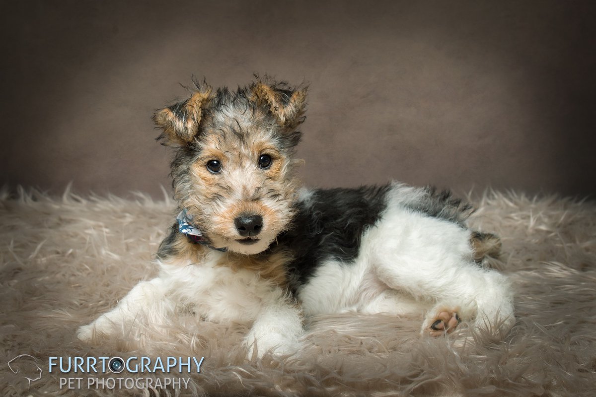 Furrtography's tweet photo. YES it’s official....we can re-open our doors for the studio on the 12th April.....HAPPY DANCE TIME.....sooo soo excited..... https://t.co/aYANwFgVY0