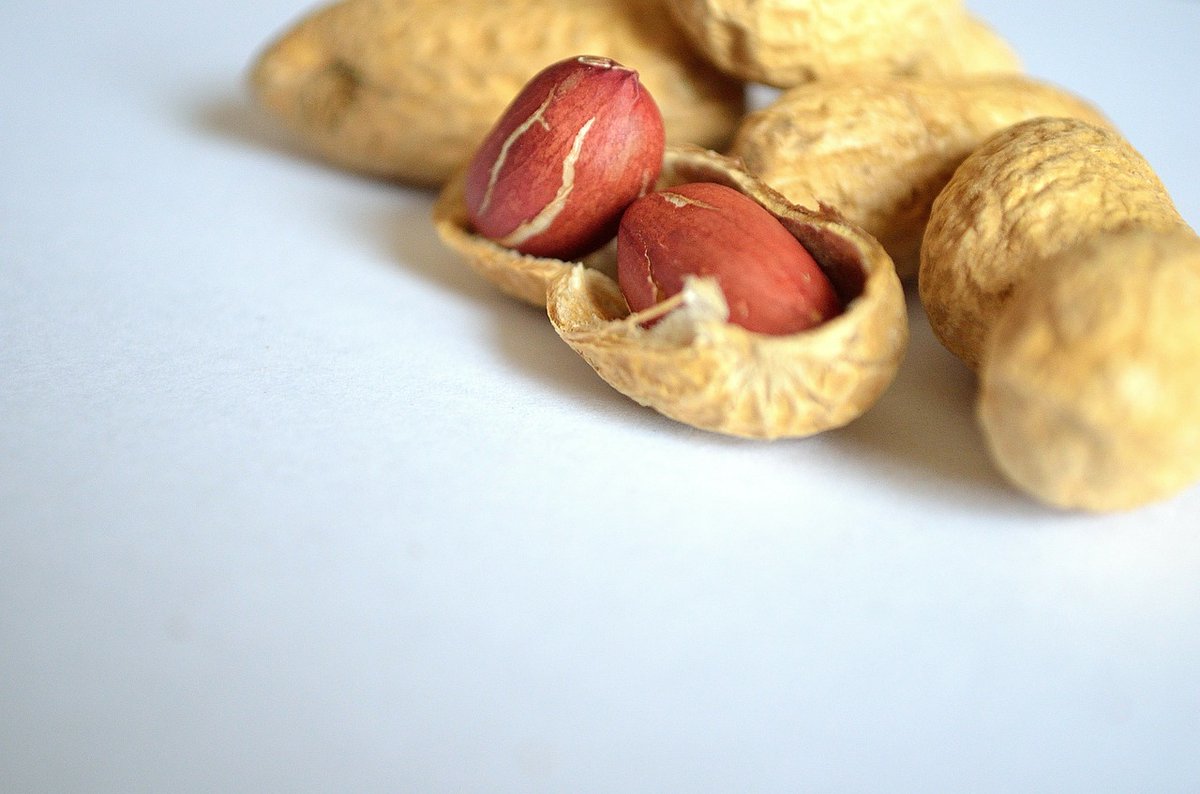 RAEinforma's tweet photo. Consultas de la semana | ¿Es «cacahuate» o «cacahuete»?

Las dos formas, «cacahuate» —más próxima a la etimología (del náhuatl «cacahuatl»)— y «cacahuete», son válidas. Su uso depende de la zona: https://t.co/rA3GxBSqSJ.

¿Ustedes qué palabra usan? https://t.co/P3z8ZMHLw4