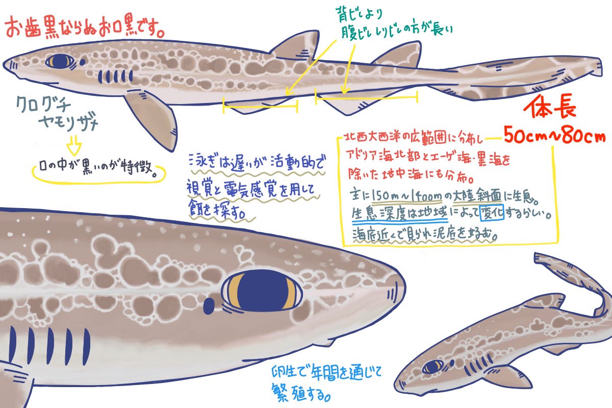 めかぶのサメ紹介ツイート めかぶのサメ紹介ツイート