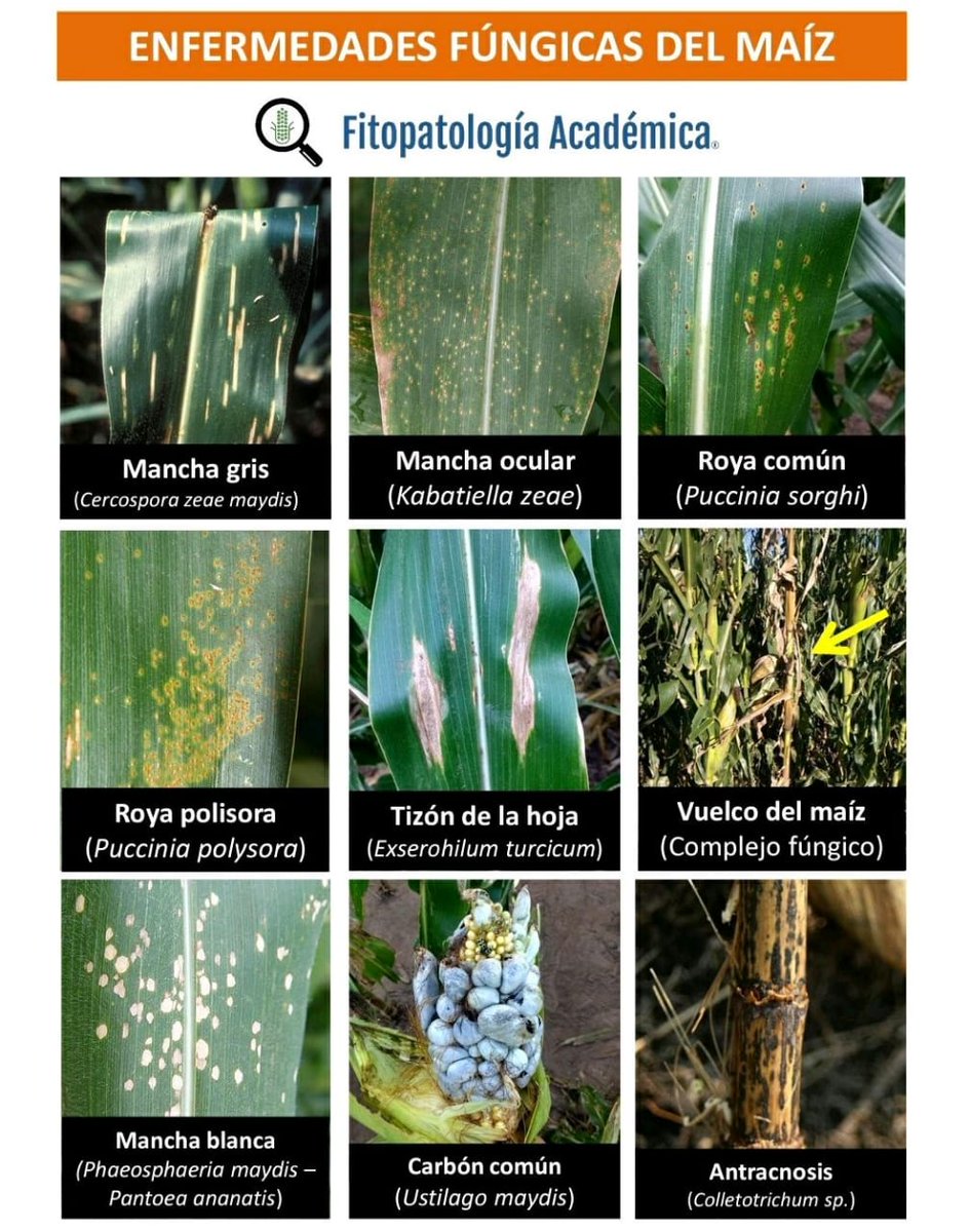 Corporación Funalgodón (@funalgodon) on Twitter photo 