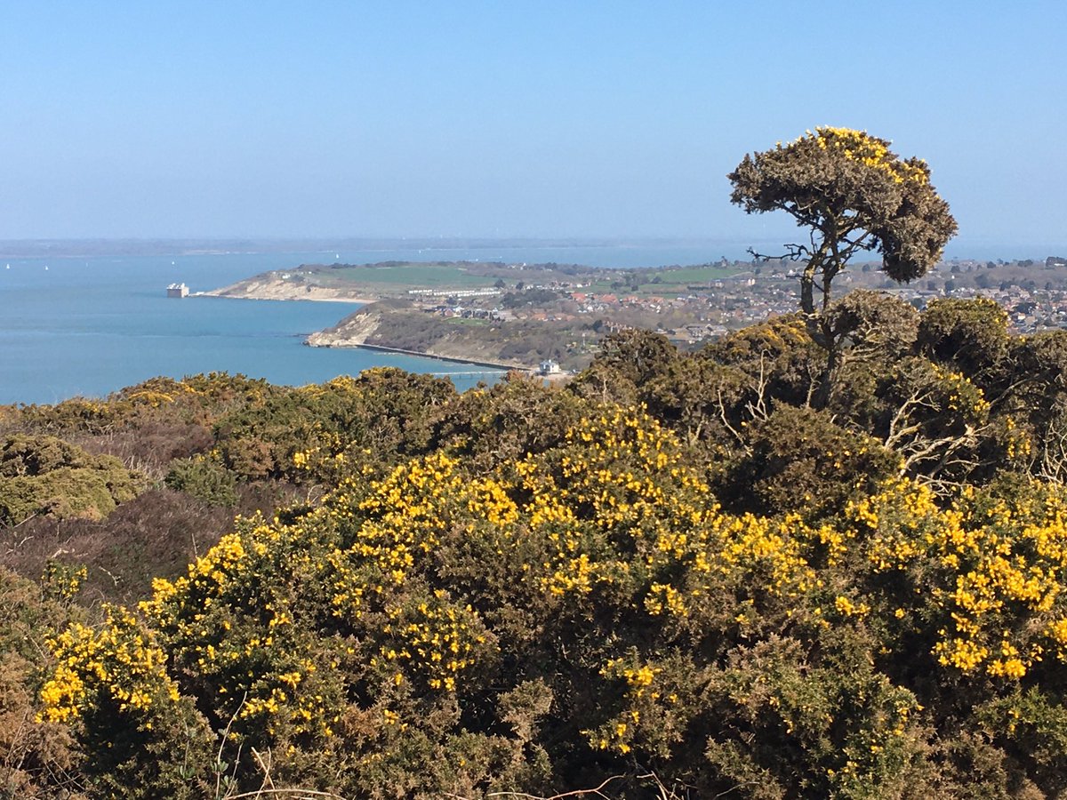 wightowl's tweet photo. Lovely to see the gorse in full flower up on Headon Warren. #isleofwight #totlandbay #theneedles #headonwarren https://t.co/ecoCGAt6cv