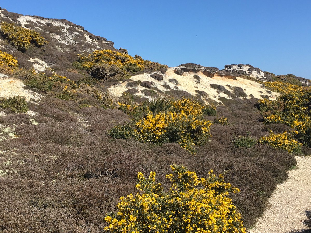 wightowl's tweet photo. Lovely to see the gorse in full flower up on Headon Warren. #isleofwight #totlandbay #theneedles #headonwarren https://t.co/ecoCGAt6cv
