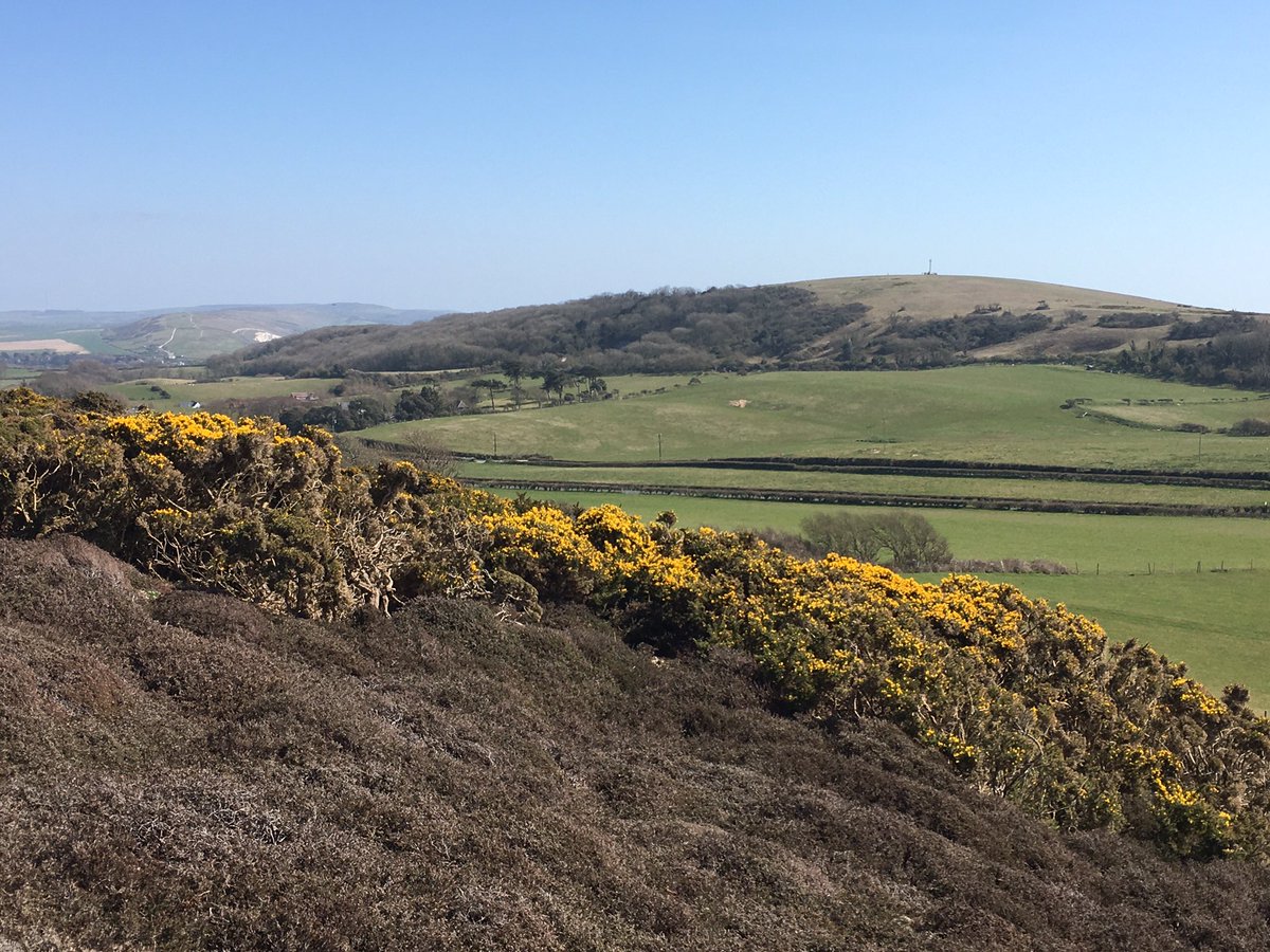 wightowl's tweet photo. Lovely to see the gorse in full flower up on Headon Warren. #isleofwight #totlandbay #theneedles #headonwarren https://t.co/ecoCGAt6cv