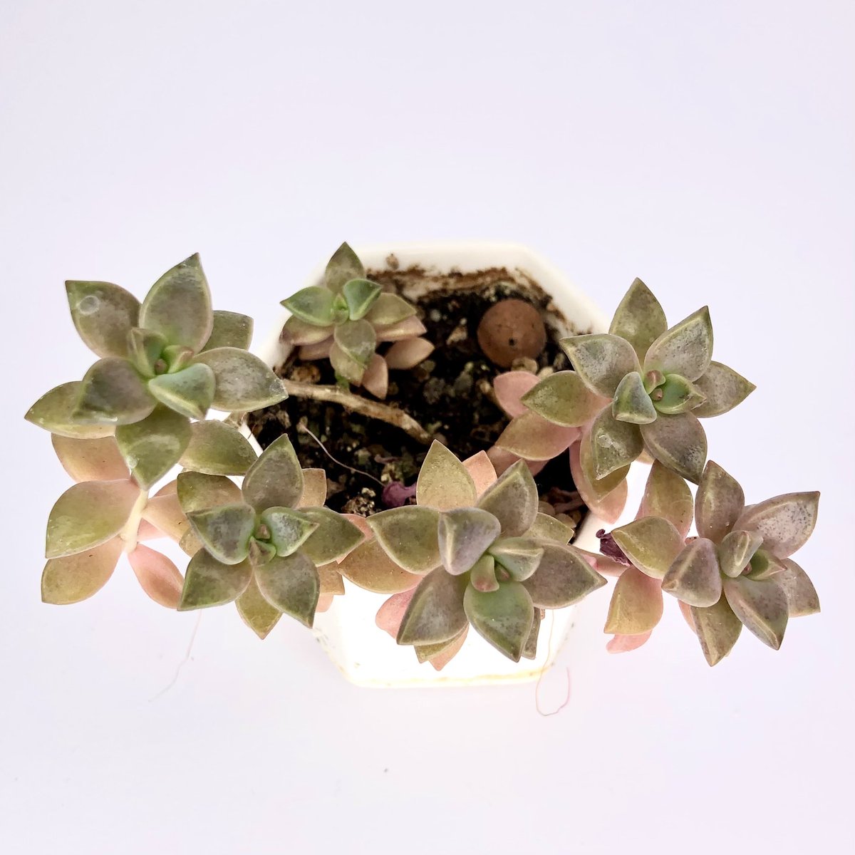 AVivarium's tweet photo. Introducing new cuttings to my shop! Graptosedum ‘Alpenglow'. Beginner friendly and easy to propagate from leaf cuttings  

🌱 🌱

https://t.co/ZaS13cBtP7

#succulents
#succulentsforsale
#succulentsinlondon
#succulentsoflondon
#succulentcuttings
#graptosedum
#graptosedumalpenglow https://t.co/TVxFUTzn7N