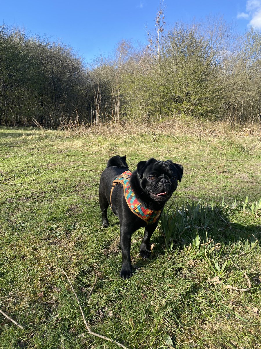 My wee pug is not so wee anymore 🐶💙