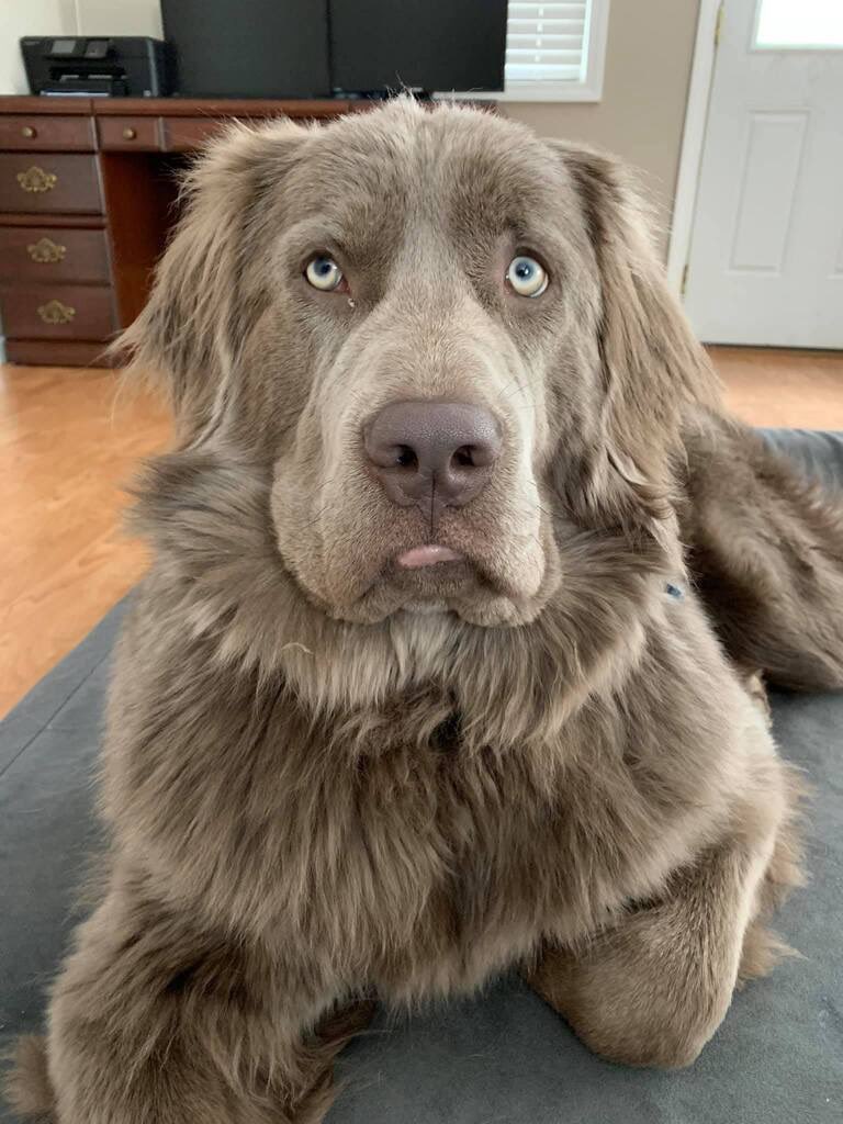 WeRateDogs tweet media