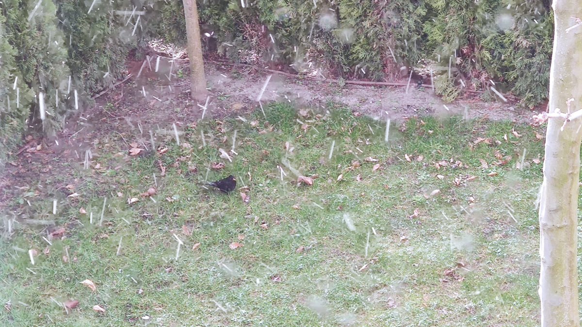 Der Amselmann lauert schon den ganzen Tag auf Würmer 🙃 auch wenn es schneit