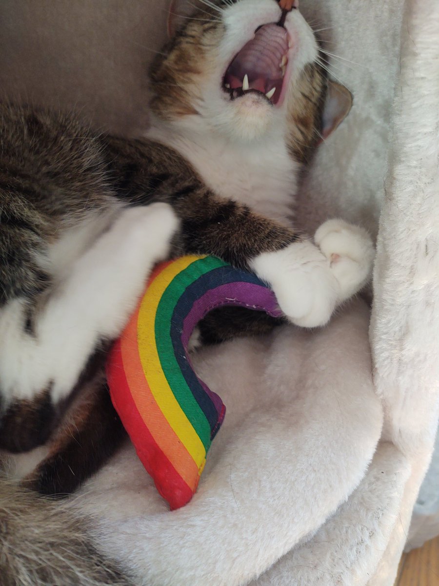 Pinktoebean's tweet image. A moment with my @YeowwwCatnip toy...a story in pictures....