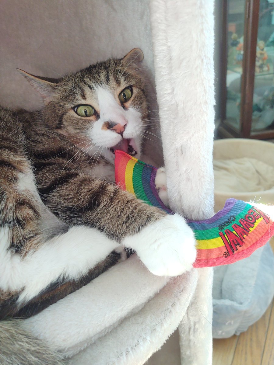 Pinktoebean's tweet image. A moment with my @YeowwwCatnip toy...a story in pictures....