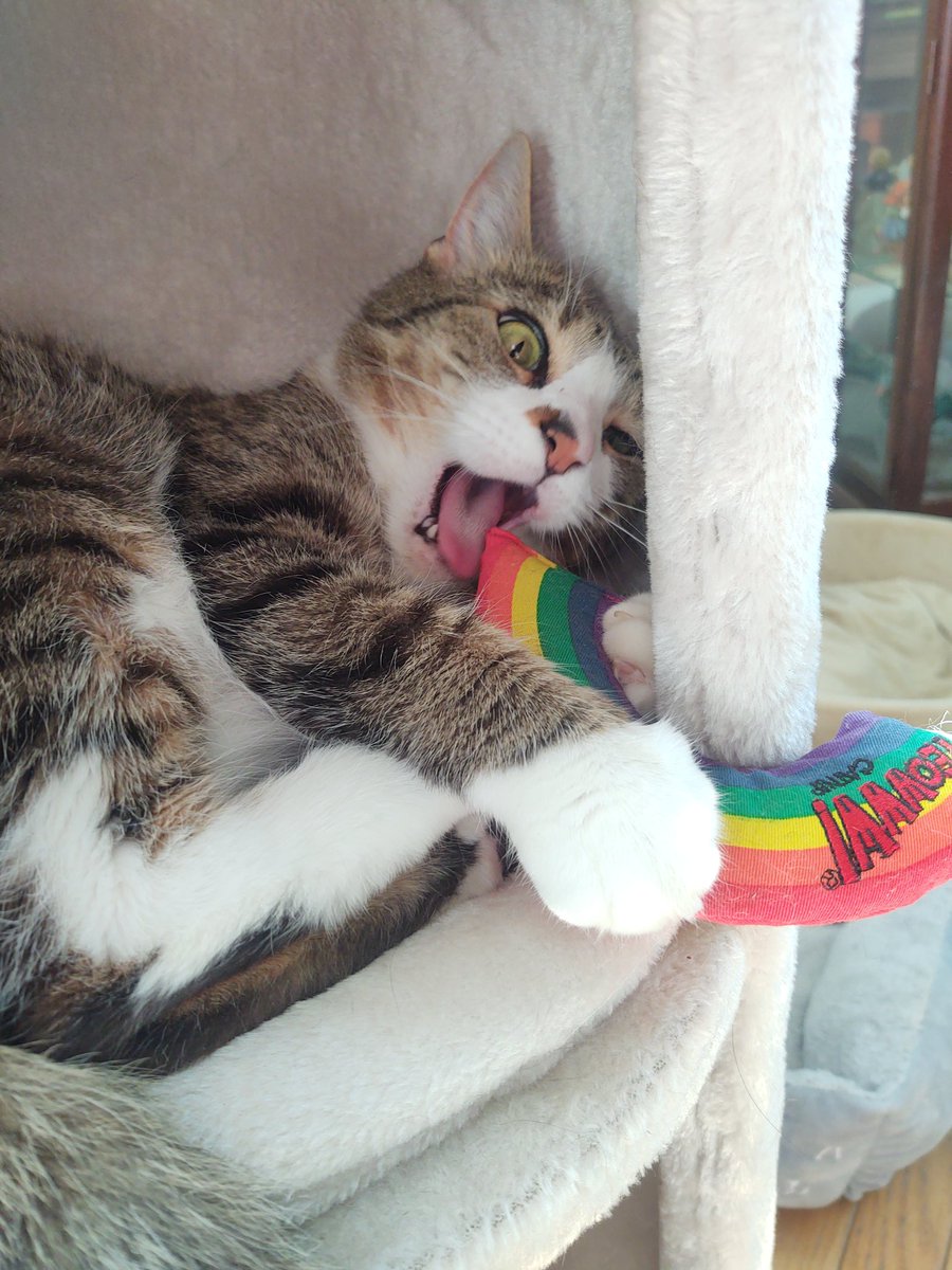 Pinktoebean's tweet image. A moment with my @YeowwwCatnip toy...a story in pictures....