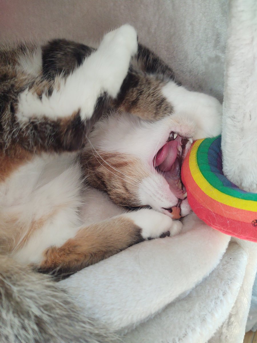 Pinktoebean's tweet image. A moment with my @YeowwwCatnip toy...a story in pictures....