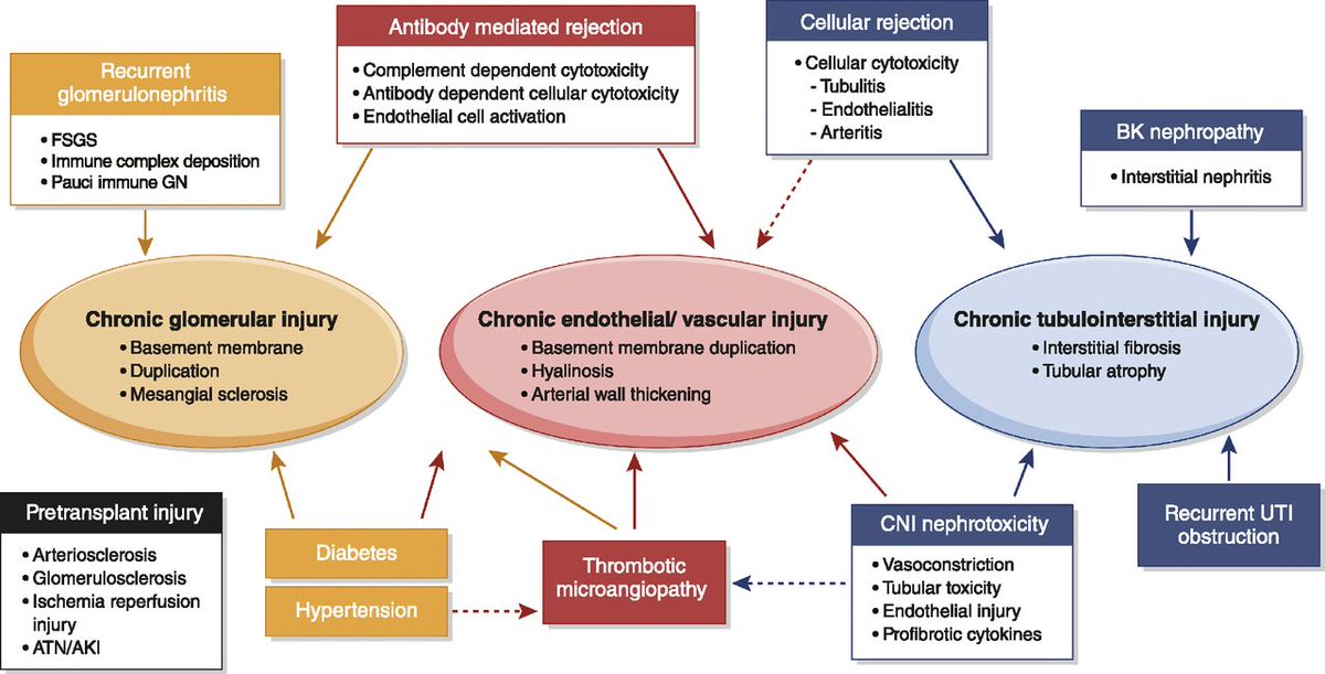 In the past decade, the understanding of injuries that lead to graft function loss grew. This review highlights recent findings, potential therapeutic targets, and the need for understanding the mechanisms of graft failure bit.ly/CJN15590920

<a href="/UNMCkidney/">UNMC Kidney</a> <a href="/mannonmom/">Roslyn Mannon (moving to Bluesky as mannonmom)</a> <a href="/UNMC_IM/">UNMC Department of Internal Medicine</a>