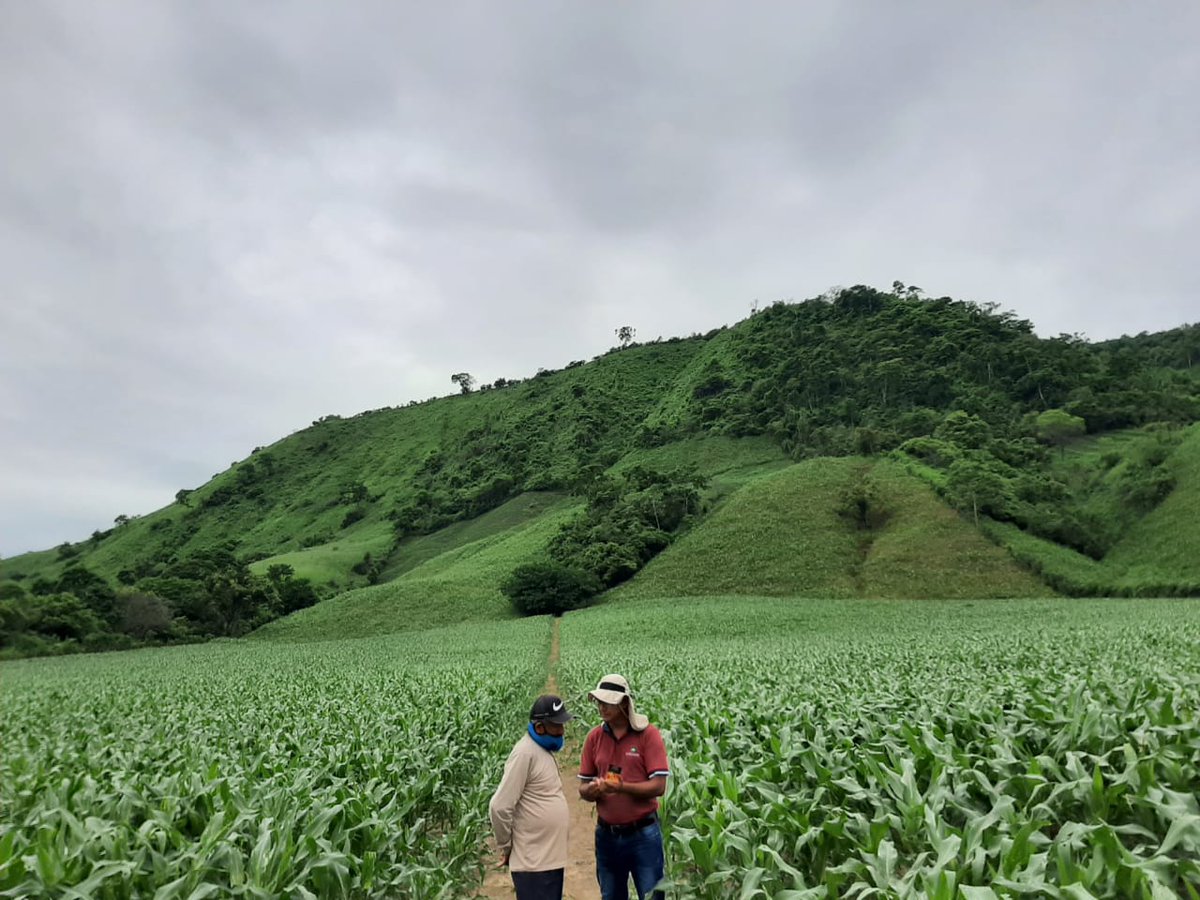 Somos Funalgodon y desde el sitio "Los Algodones", del cantón 24 de Mayo, en la provincia de Manabí, brindamos asistencia técnica para que los agricultores del sector obtengan un producto de calidad.
Plantación bajo la supervision técnica de Freddy Bravo.