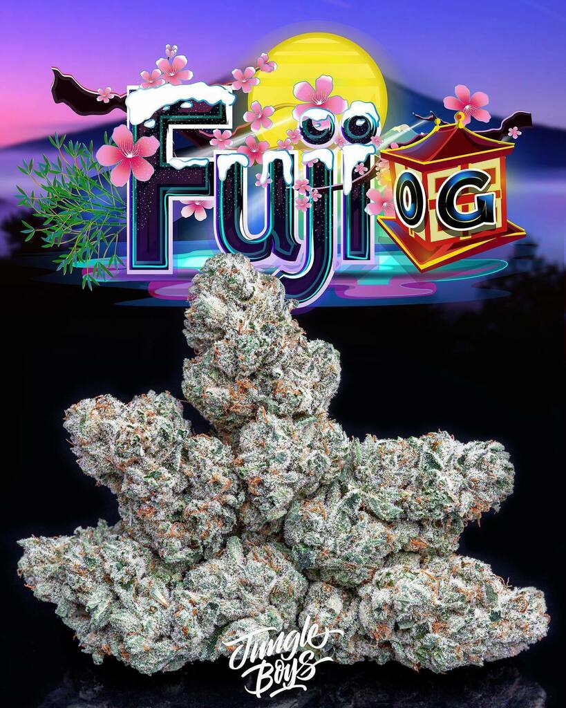 Jungle Boys OC (@jungleboysoc) on Twitter photo OC staying high on Fuji!🏔⛽️
#FujiOG (Kurple Fantasy x Larry OG)
Cultivated by <a href="/jungleboys/">Jungle Boys</a>oc x @jungleboys 🔥
.
.
.
#playingwithfire #jboc #orangecounty #jungleboysoc #orangecountyfarmers #wepackdifferent #ogkush #flavortown #jb #oc instagr.am/p/CNSt-_Jh96c/ OC staying high on Fuji!🏔⛽️
#FujiOG (Kurple Fantasy x Larry OG)
Cultivated by <a href="/jungleboys/">Jungle Boys</a>oc x @jungleboys 🔥
.
.
.
#playingwithfire #jboc #orangecounty #jungleboysoc #orangecountyfarmers #wepackdifferent #ogkush #flavortown #jb #oc instagr.am/p/CNSt-_Jh96c/
