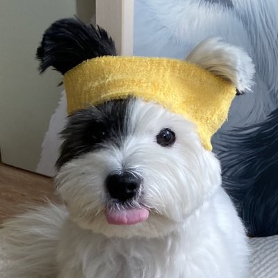 Chulsoo_dog's tweet photo. #새프로필사진 https://t.co/IjVhgXzQbv