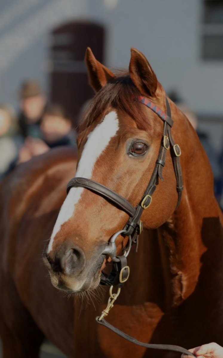 ErnurInanc's tweet photo. 3-timed Gr.1 winner and stallion Adlerflug dies at the age of 17 
#RIP Champ https://t.co/w5Tql8jm5W