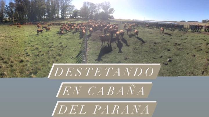 Destete Del Parana