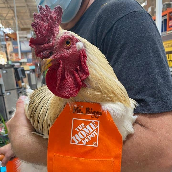 Canopener Labs LLC (@canopenerlabs) on Twitter photo Our mascot #MrBiggs spent the weekend working on a few new products after a trip to <a href="/HomeDepot/">The Home Depot</a>. Our mascot #MrBiggs spent the weekend working on a few new products after a trip to <a href="/HomeDepot/">The Home Depot</a>.
