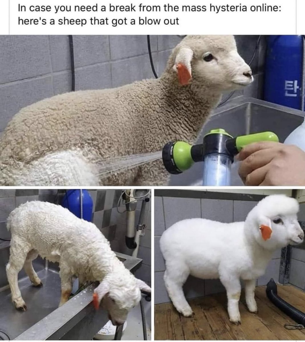 RespectfulMemes's tweet image. 