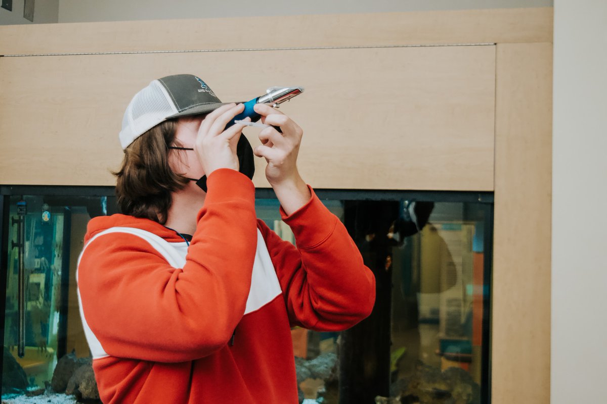 Student workers and interns work hard to make sure all aquatic creatures at the E.W. Shell facility receive optimum care. The student here is checking the salinity of a salt water habitat to make sure it corresponds with the salt concentrations in the natur... https://t.co/0xlOusQSpq