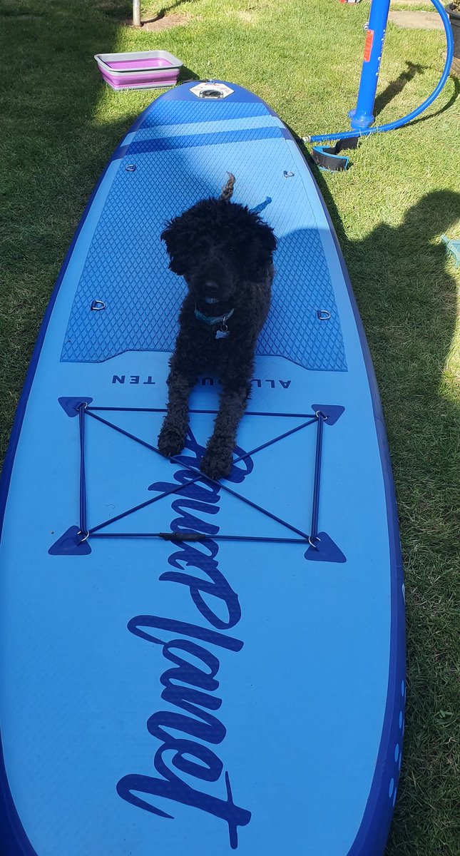 nee_naw's tweet photo. Good boy Ripley learnt how to SUP today https://t.co/pMejypL3Pz
