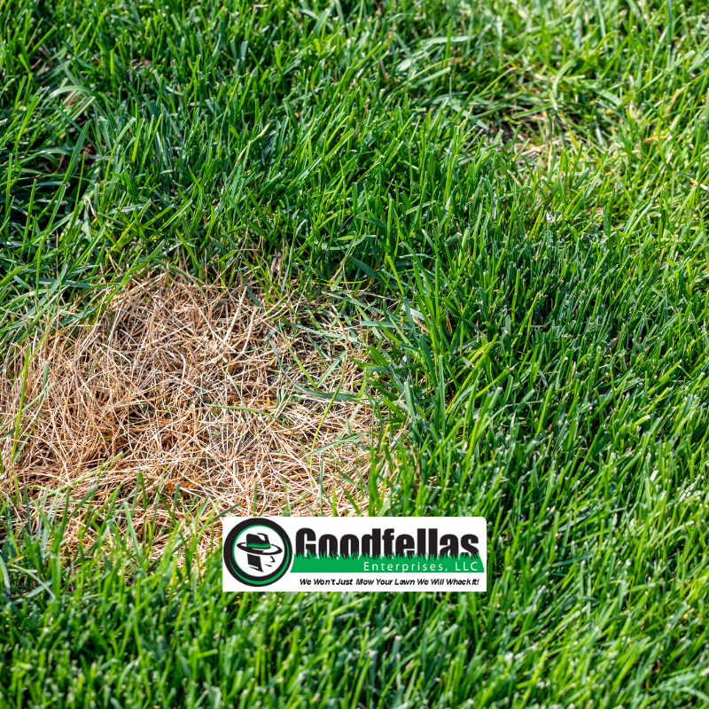 Wondering what to do about the dead spots or thin patches in your yard? Nothing yet, according to lawn expert John Fech with the Nebraska Extension in Douglas-Sarpy Counties. Rather, he says create a "to-do calendar" and plan on overseeding the area(s) in mid-April.