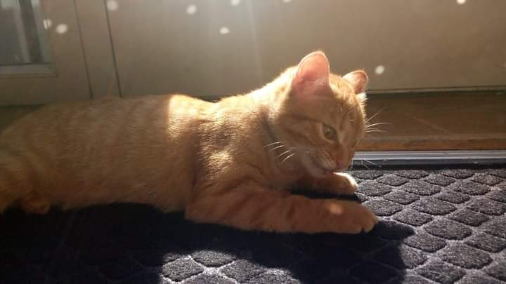 AntonyDeanKemp's tweet photo. She looks like a proper tiger 😱🥰🐅 #catoftwitter #catsoftwitter #petsoftwitter #petoftwitter #cutecat #tiger #tigercat #fiercecat #gingercatn https://t.co/pigkTm3DxV