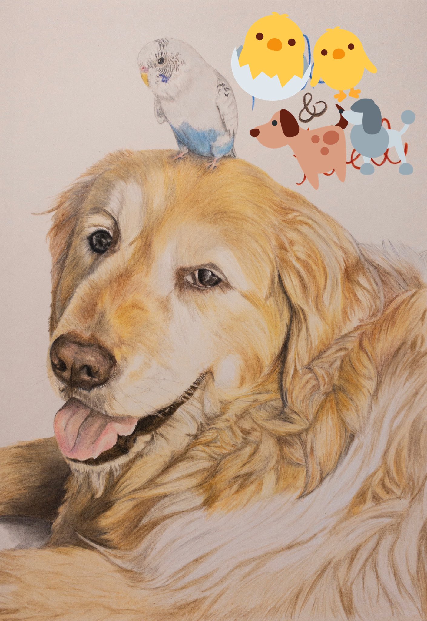 わん子 全体ができました も少し色の調整と影を加えたらおしまいかな W 色鉛筆画 似顔絵 アナログ絵 犬 鳥 ゴールデンレトリバー ゴールデン セキセイインコ インコ 途中経過 T Co Wvgf53h4sn Twitter
