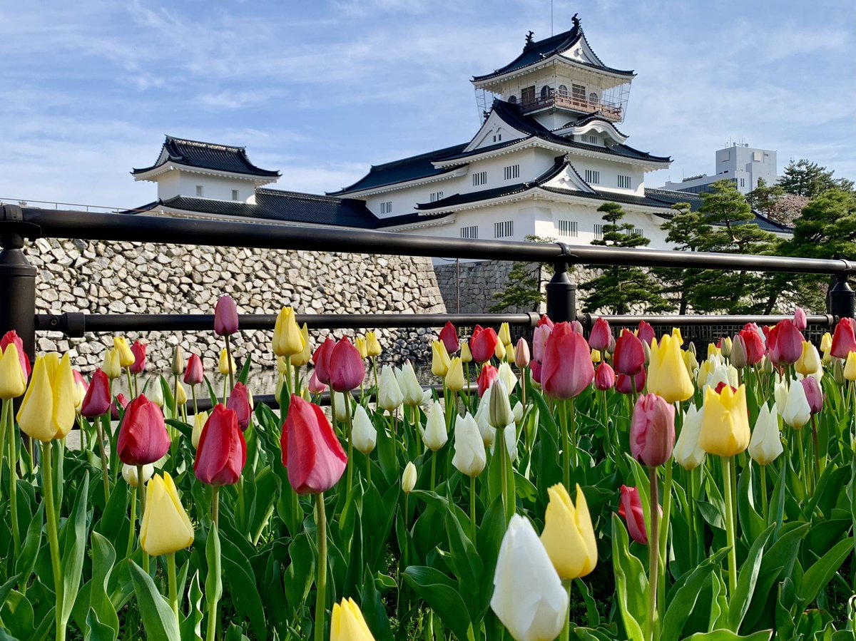 富山市観光協会 S Tweet 富山は 桜が散った後も次の楽しみがあります 富山城のチューリップはこれから見頃を迎えそうです Trendsmap 富山市観光協会 S Tweet 富山は 桜が散った後も次の楽しみがあります 富山城のチューリップはこれから見頃を迎えそうです Trendsmap