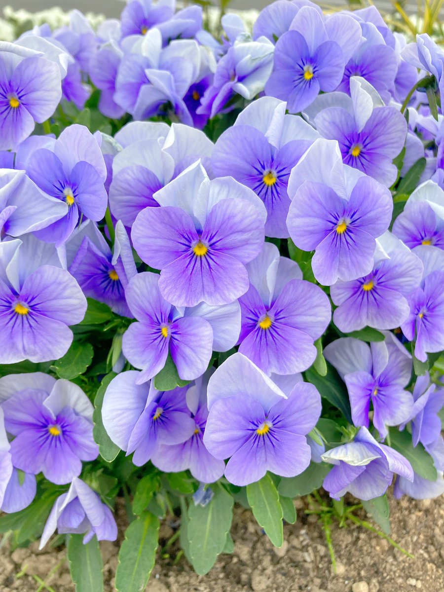 ふっかふか デザイン集 | ふっかちゃんガイド 深谷市魅力発信ポータルサイト