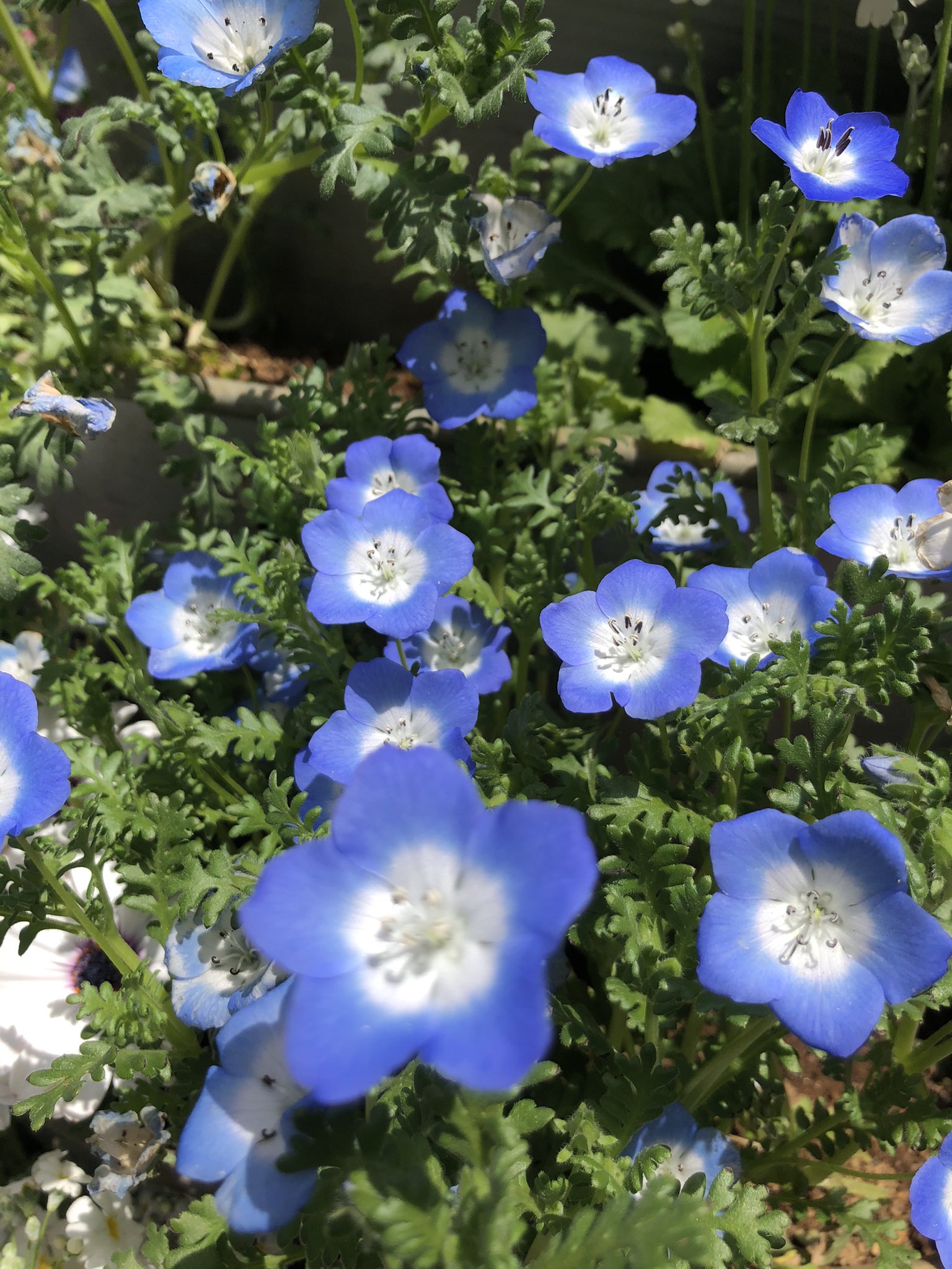 青い流れ星 660jim お早うございます 丘の上シャクナゲの花で 歌っちゃいましたけど居眠りしたのね六日 も好きな歌です 本日も皆さんが平穏無事で過ごせますように 医療従事者に感謝とエールを ネモフィラですが 日本名では