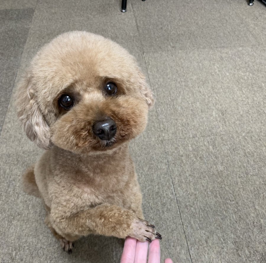 話題 トイプーさんのかわいい 困り顔 が優勝すぎる件 わんちゃんホンポ