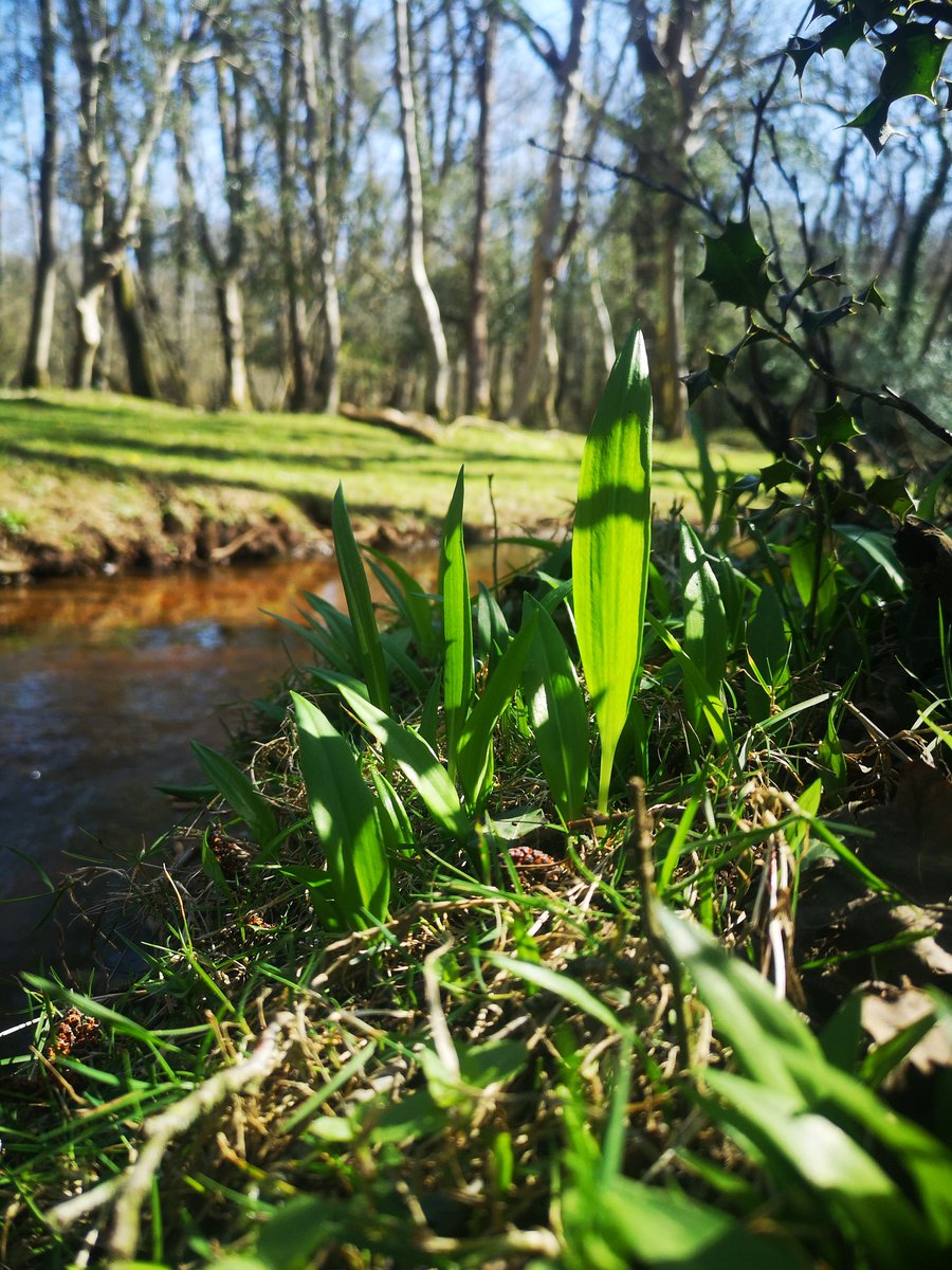 brewforagegrow's tweet photo. This is one of my favourite places to be. Wild garlic just makes it better https://t.co/aajGVNVc1z