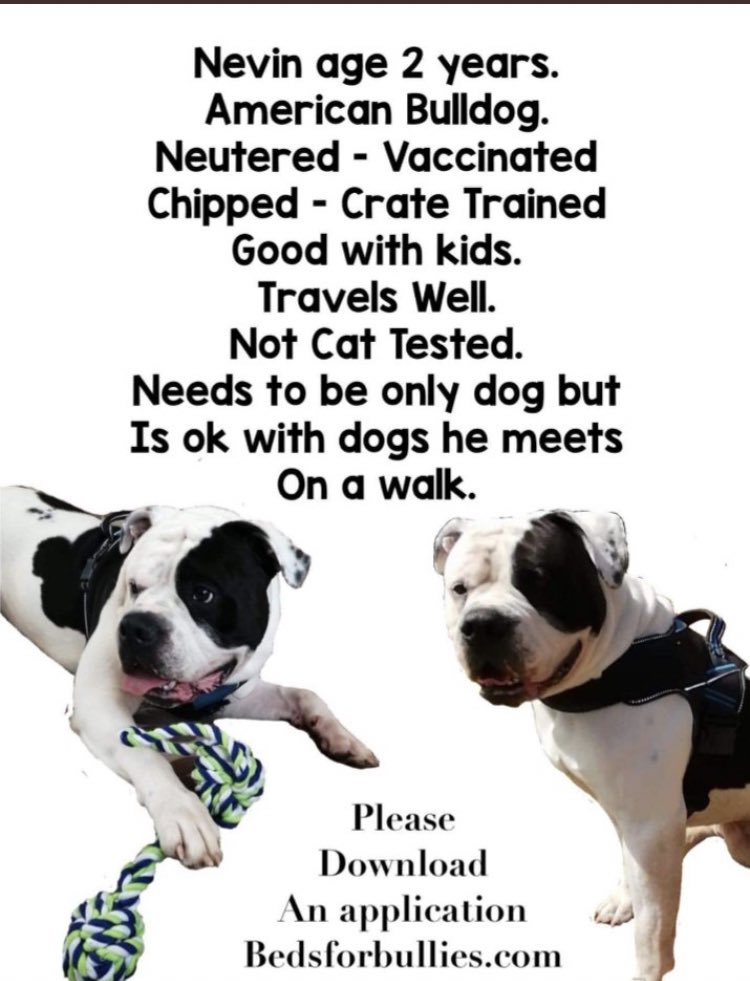 karen73984451's tweet photo. #k9hour #super duper handsome boy ready and waiting on a fabulous furever home 🏡 #Nevin #TeamZay #itsall @bedsforbullies https://t.co/UMs0MbC2EO