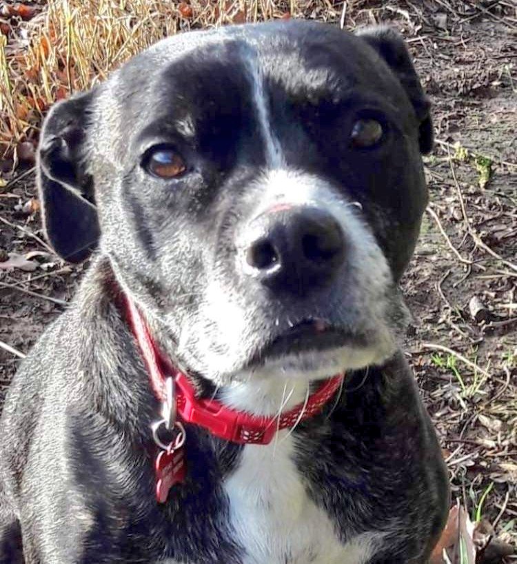 Nightowl400's tweet photo. Molly Dog @SeniorStaffy has been waiting for over 2 years now for her special someone to notice her, please RT this #K9Hour 🙏
All info and enquiries at https://t.co/E5clO4c54Z #Teamzay #itsallaboutthedogs #Rescue #AdoptDontShop #seniorstaffy https://t.co/J4zFIL1JpZ