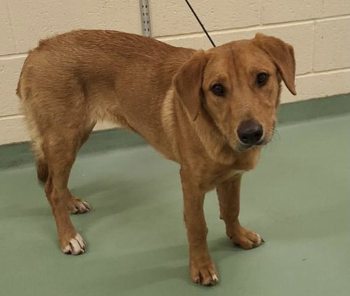 reddogsusie's tweet photo. #TN #MEMPHIS
🆘🆘CODE RED Bridgett 2yr 6mo hw- Such a sweet girl HAS RESCUE INTEREST BUT NEEDS PLEDGE HELP FOR TWO WEEKS BOARDING pls help &amp; let’s see her off to a new happy life! #MASA3937 #PLEDGE 
https://t.co/lMnQNSZNsW https://t.co/PirgPFFUaO