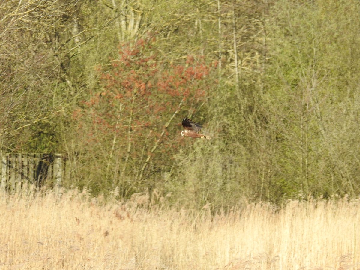 ITFCIan's tweet photo. What an afternoon at Amwell, my first time back since before lockdown one!
Marsh Harrier was a real treat
@Hertsbirds @HMWTBadger @Natures_Voice @AmwellBirding https://t.co/Eeazn76QJ7