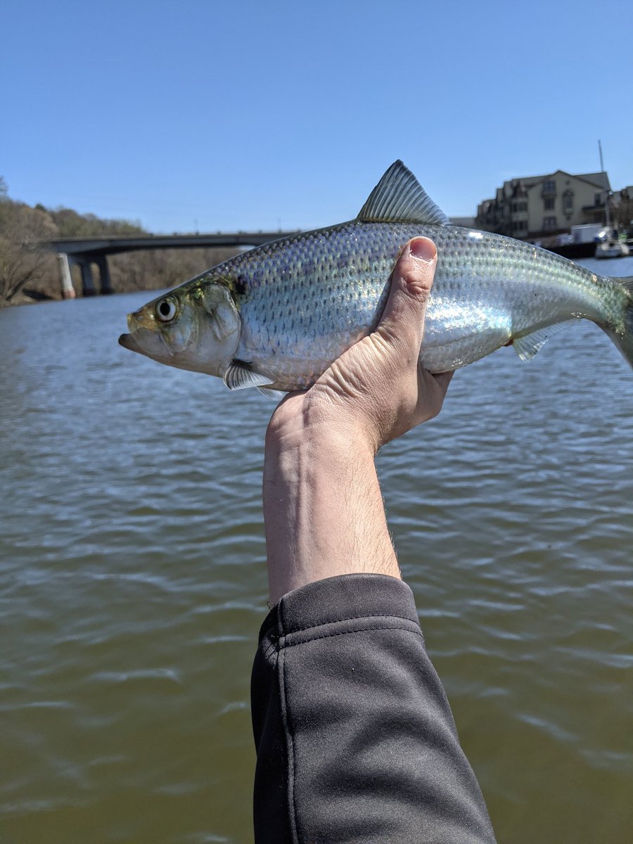 YakLogic's tweet image. Nothing like a healthy shad to start the season!
#shad #jig