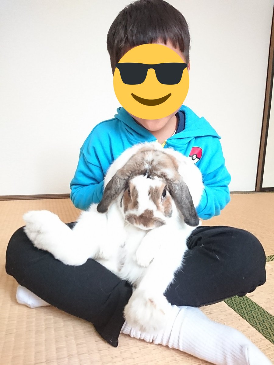 ぶーたん これまでうさぎの抱っこが出来なかった息子が ぶーたんの抱っこを習得しました 出来るようになったら嬉しくて ずーっと 抱っこしてます でも ぶーたんは基本抱っこ嫌いなので逃げまくりでちょっと可哀想