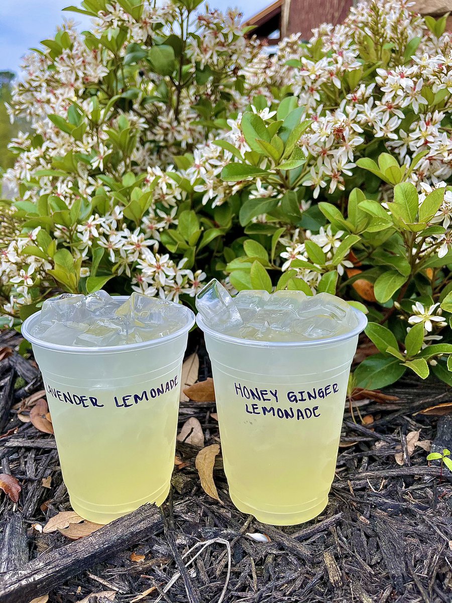 royalmoosecoffe's tweet photo. ๐๐๐How about an afternoon refresher? Lavender Lemonade or a Honey Ginger Lemonade!๐งก๐๐ Ahhhhhh! #lemonade #lavender #lavenderlemonade #honeygingerlemonade #refresher #refreshing #ahhhmazing #spring #springlemonade #royalmoosecoffee https://t.co/9Uy5bSTufh