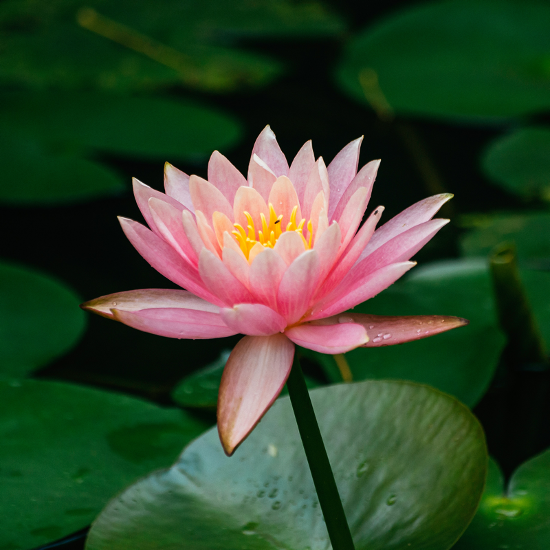 Activities to Nourish &amp; Enhance Wellbeing playmeo.com/new-health-wel… playmeo is excited to announce the inclusion of 6 new programming attributes to help you lead programs that focus on health &amp; wellness, eg resilience, SEL, emotional intelligence &amp; mindfulness. Click to learn more.