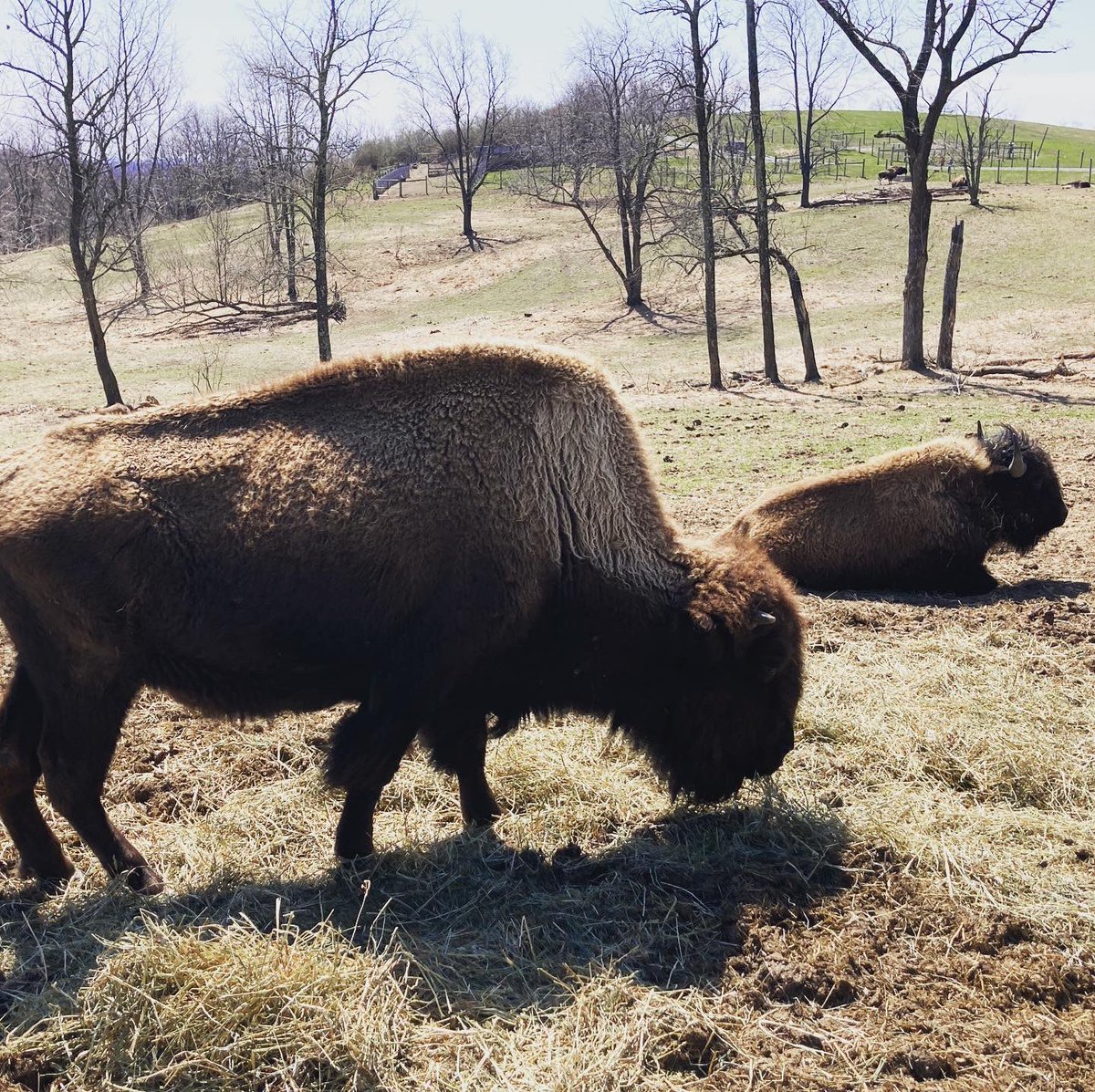 ssigafoos's tweet photo. Saw a ton of bison on the border trail today and put some miles on my new trail shoes 👟 🏃♀️ ☀️ #funinthesun #MondayFunday #weekoffvibes https://t.co/uUnNPEqcZ8