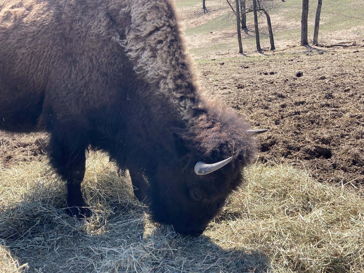 ssigafoos's tweet photo. Saw a ton of bison on the border trail today and put some miles on my new trail shoes 👟 🏃♀️ ☀️ #funinthesun #MondayFunday #weekoffvibes https://t.co/uUnNPEqcZ8