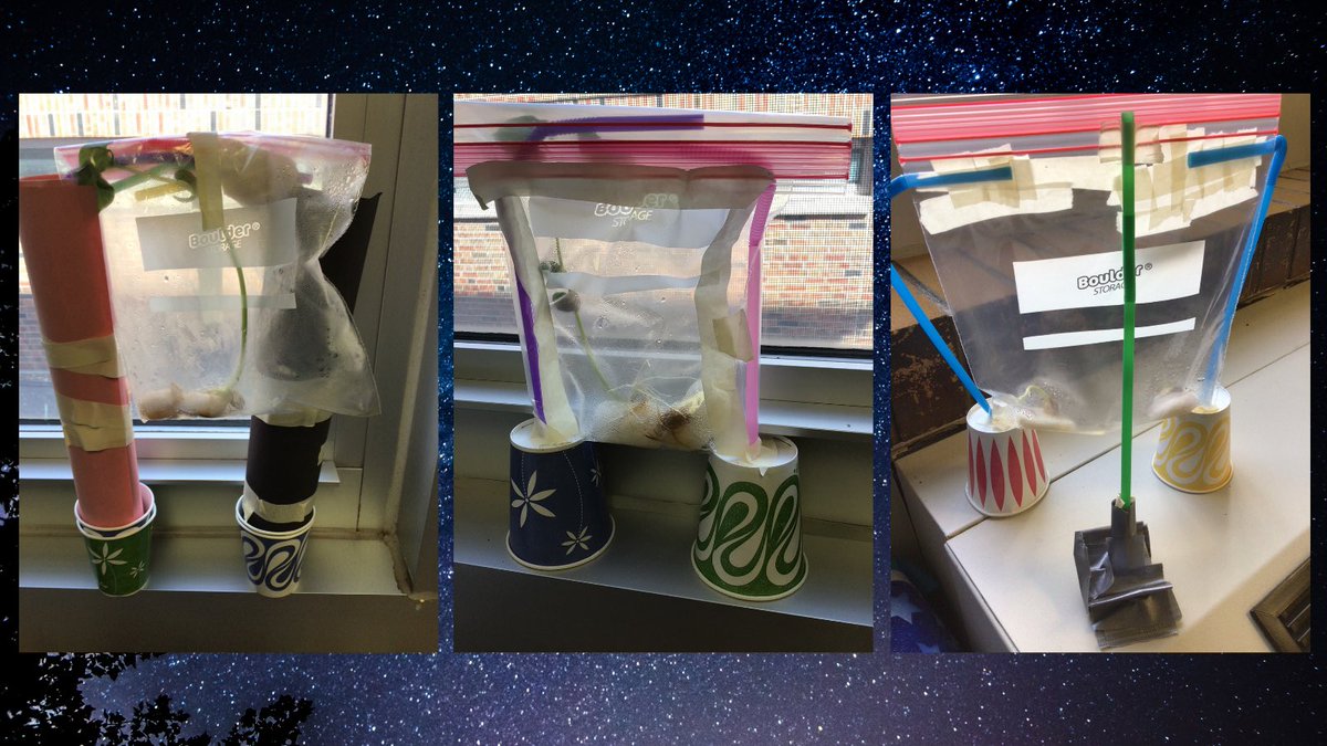 Ss were surprised to see how much our “moon beans” had grown over break! #BentonBold #CPSBest #STEMSpaceAtHome #SpaceFood <a href="/MrRay_Media/">Mr. Ray</a> <a href="/Benton_STEM/">Benton Elementary</a>